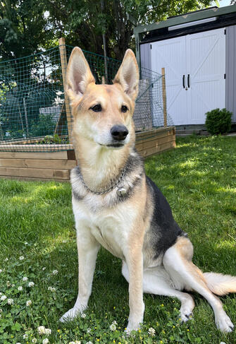 Nala (2012-2026)